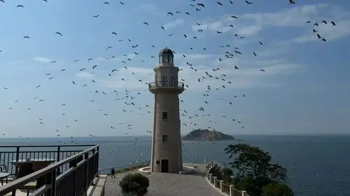 Leyleklerin İstanbul semalarındaki göç yolculuğu görüntülendi