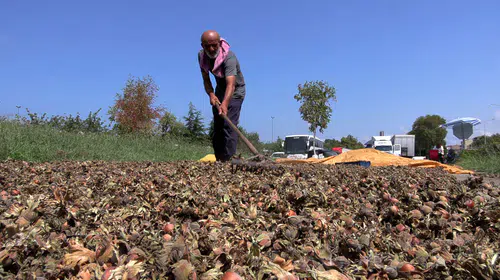 Fındık Üreticisinin Çilesi: Sahil Yolunda Kurutma ve Nöbet