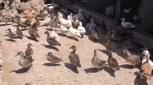 Edirne'de yasa dışı yaban hayvanı ticaretine operasyon