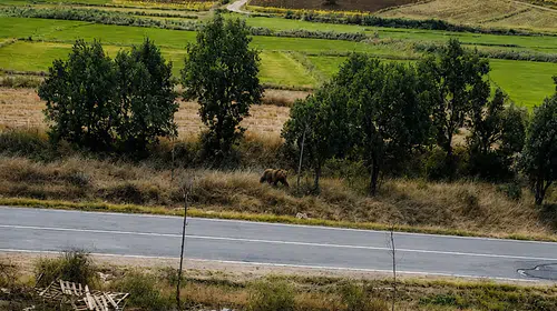 Meriç’te tarla kenarında bozayı görüldü, belediye başkanı uyardı