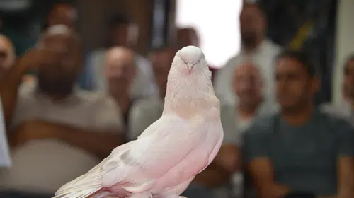 Erzurum’da şebap güvercinleri için kırmızı halı sergisi