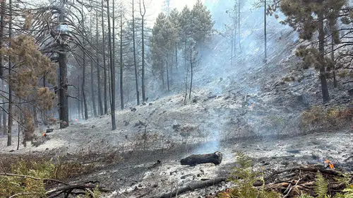 Aydın'da ormanlık alanda yangın çıktı