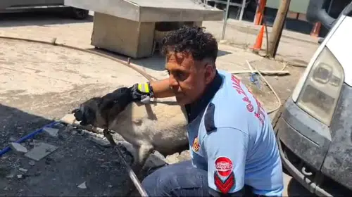 İslahiye’de krikoyla kaldırılan konteynerden anne köpek ve 7 yavrusu çıkarıldı