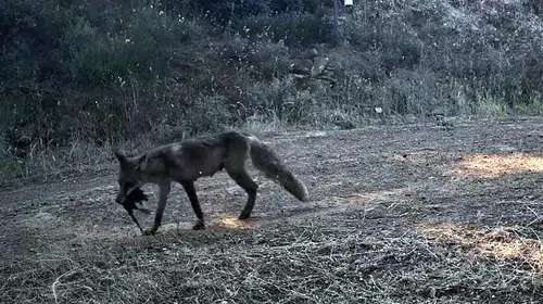 Ganos Dağı'nın gizli sakinleri fotokapanda: Sansar ile kedinin karşılaşması kamerada