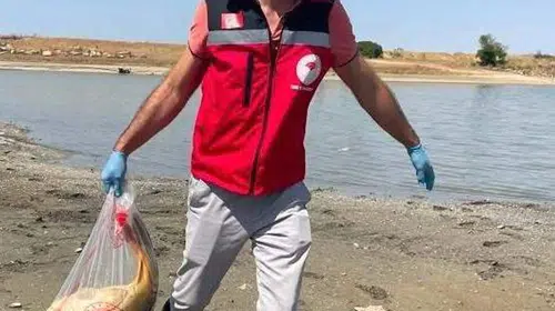 Çerkezmüsellim Göleti'nde toplu balık ölümü: Oksijen seviyesi mercek altında