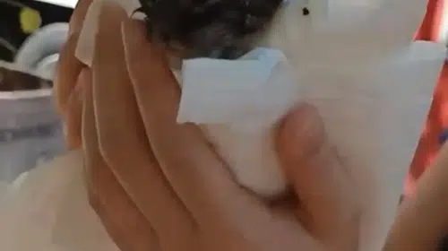 Kartal’da kullanılmayan yapının çatısındaki yangın söndürüldü, kedi kurtarıldı