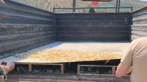 Hatay'da traktör römorkunda 2 bin 114 saka yakalandı