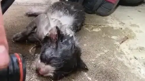 Ovaakça'da yangında mahsur kalan yavru kedi itfaiyenin oksijen desteğiyle hayata tutundu