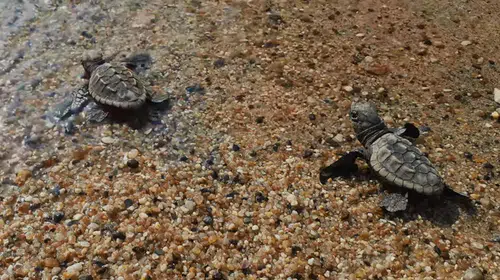 Güzelçamlı'da 54 günlük bekleyiş sona erdi: 60 caretta caretta yavrusu denizle buluştu