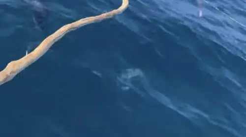 Bartın'da palamut avına çıkan balıkçıya yunuslar eşlik etti