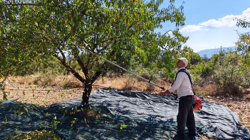 Manisa Demirci'de badem bereketi: 625 tonluk rekolte hedefi
