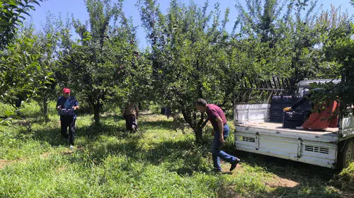 Iğdır'ın siyah incisinde hasat başladı: Rekoltede düşüş yaşandı