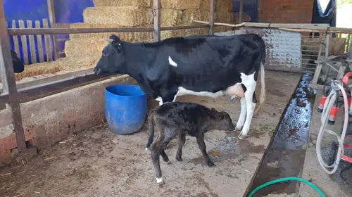 Kayıp inekten çifte sürpriz: Ormanda doğum yaptı, yavrusuyla evine döndü