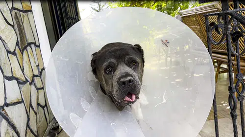 Cane Corso cinsi Şila'yı ölümden kurtaran operasyon: Vücudunun yüzde 15'i kadar kitle çıkarıldı
