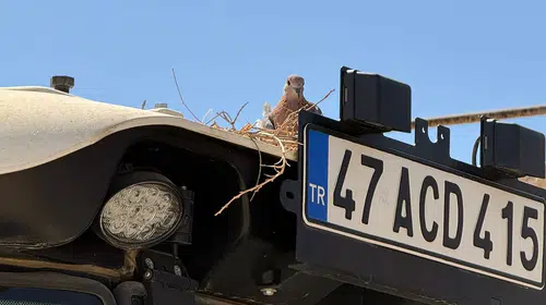 Traktörünü tarlaya sürmedi, kumru ailesine ev sahipliği yapmayı seçti