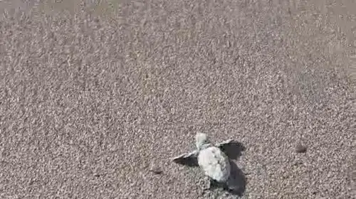 Bodrum sahillerinde caretta caretta heyecanı: Minik yavrular ilk yolculuklarına çıktı