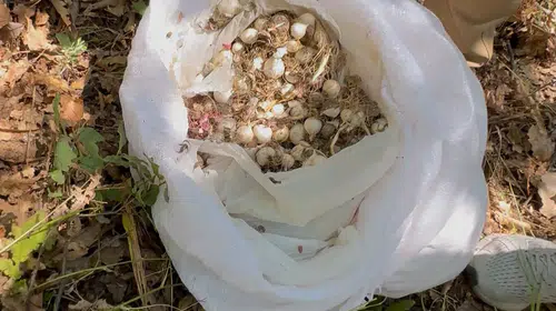 Doğanın nadir hazinesine zarar vermenin bedeli ağır oldu: 2 milyon liralık ceza