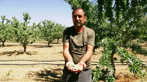 Kayseri'de hobi olarak başladı, 20 bin ağaçlık badem imparatorluğu kurdu
