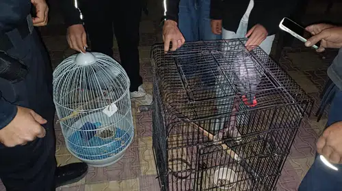 Sosyal medyadan papağan satmaya kalktı: Otel baskınında suçüstü yakalandı