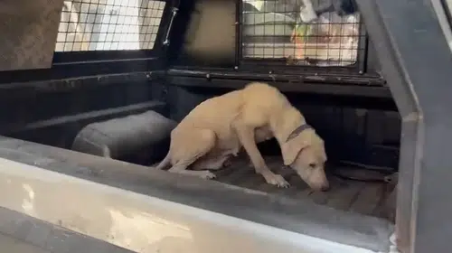 Pire istilasından kurtarılan köpeğe hayatını değiştiren avukatın ismi verildi