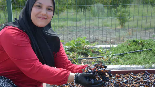 Manisa'nın asırlık lezzeti sınırları aştı: Figan-i Efendi eriği artık dünya mutfağında
