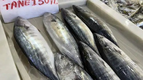 Marmara'da sezonun ilk müjdesi: Palamut bolluğu tezgahlara yansıdı