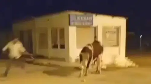 Enez sokaklarında hareketli dakikalar: Mezbahadan kaçan dana trafiği birbirine kattı