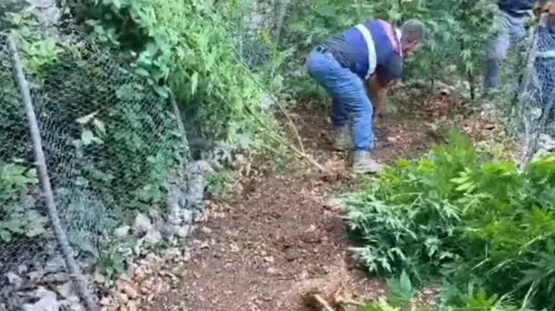 Samandağ'da uyuşturucu operasyonu: 371 kök kenevir bulundu