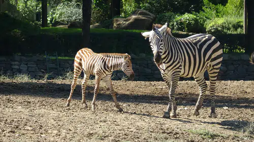 Bursa Hayvanat Bahçesi'nin sürpriz misafiri: Yavru zebra Jason ziyaretçileri büyüledi