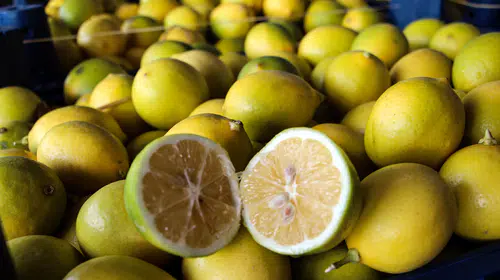 Çukurova'da limon hasadı başladı: Bahçede 5 TL olan ürün markette 100 TL'ye ulaşıyor