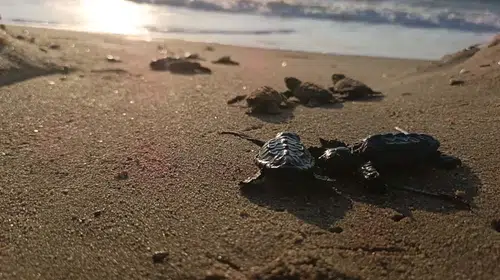 Kuşadası sahillerinde beklenmedik keşif: Kumların altında mahsur kalan 22 yavru kurtarıldı