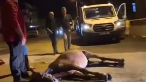 Keşan'da ata işkence iddiası: İki kişi gözaltına alındı