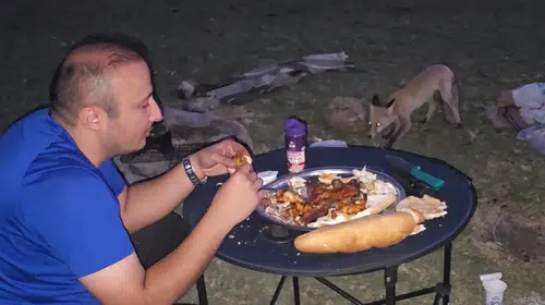 Bitlis'te piknik keyfini tilki böldü: İnsanlara kadar sokuldu