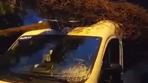 Erenköy'de sabah dehşeti: Servis aracının üzerine devrilen ağaç korkuttu