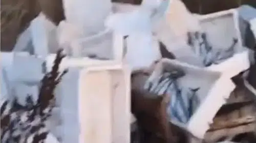Arnavutköy'de çevre skandalı: Bozuk balıkları araziye boşaltan sürücüye ağır ceza