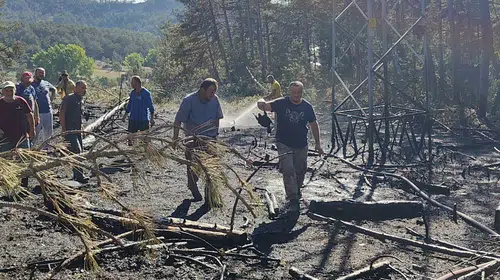 Bolu'da orman yangınının sebebi şaşkına çevirdi: Küçük bir kuş büyük tehlike yarattı