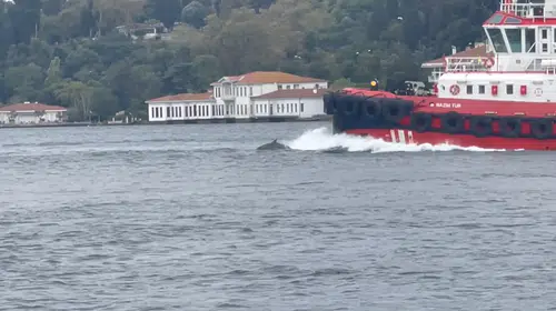 İstanbul Boğazı'nın neşeli misafirleri: Yunuslar görsel şölen sundu