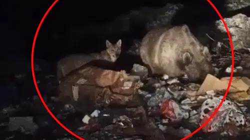 Bingöl'de gece mesaisi: Yabani hayvanlar yerleşim yerlerine indi
