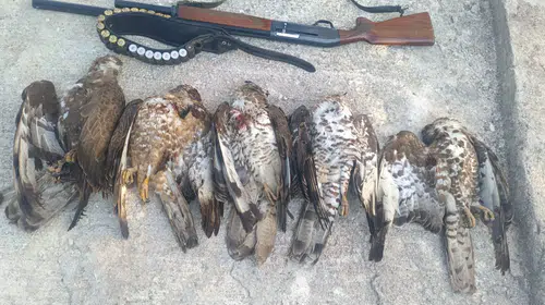 Göç yolundaki katliama ağır fatura: 7 arı şahinini vuran avcıya milyonluk ceza