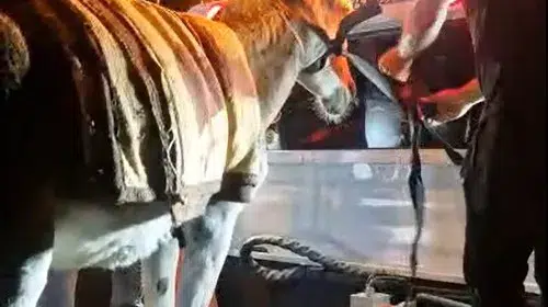 Başıboş gezen eşek trafikten men edildi: Sahibi otopark yolunu tuttu