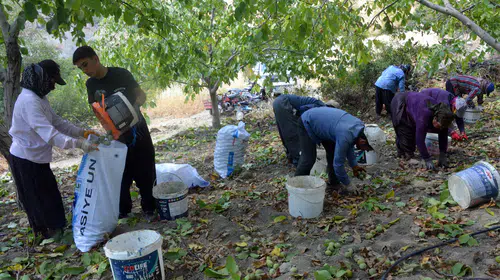 Avrupa Birliği tescilli Çağlayancerit cevizinde bereketli hasat dönemi