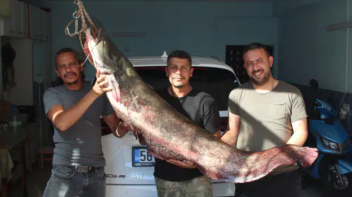 Kızılırmak'ta dev av: Oltaya takılan 45 kiloluk yayın balığı şaşkına çevirdi