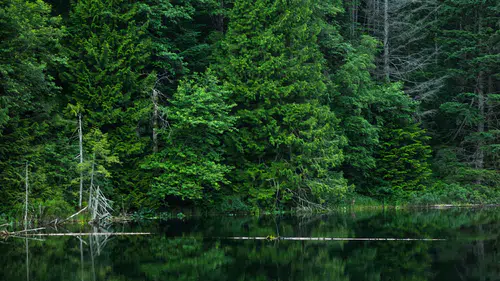 BM: Dünya her yıl 10 milyon hektar tropikal orman kaybediyor