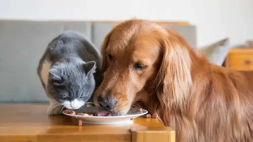 Bitki bazlı ve hücreden üretilmiş evcil hayvan mamalarına ilgi artıyor