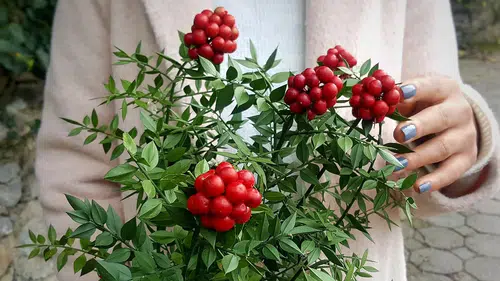 Kokina çiçeği neden bu kadar popüler? Yeni yılın uğuru hakkında bilmeniz gereken her şey