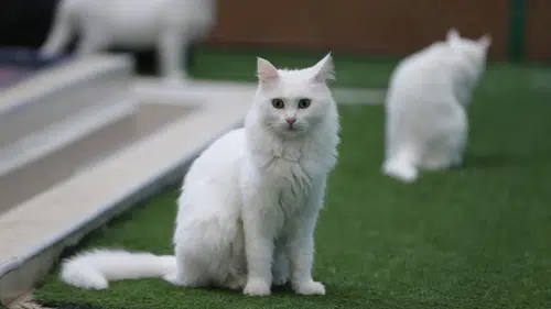 Kedi Villası'nda bereketli yıl: Koruma altındaki Van kedileri bu yıl 120 yavru doğurdu