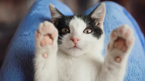 Çin'deki kedilerin DNA analiziyle, evcil kedilerin asıl kökenlerine dair ipuçları ortaya çıktı