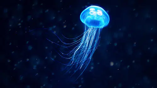 360 derece görebilen ve 24 göze sahip yeni denizanası türü keşfedildi