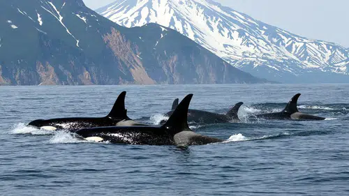 Katil balinalar yunusların ekolokasyonunu kullanıyor: Yeni araştırma ortak avcılığı ortaya koydu
