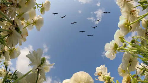 İlkbahar neşeli, sonbahar melankolik mi? Doğum mevsimi tartışması yeniden alevlendi